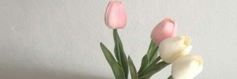 วี วีนัส banner