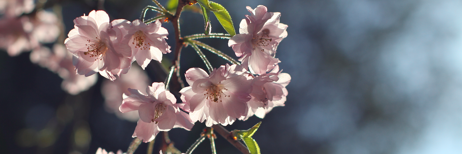 Ryo＠りんご大好き banner