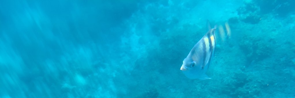 dulcez banner