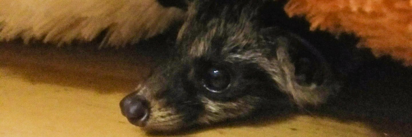 peiperow's profile banner image