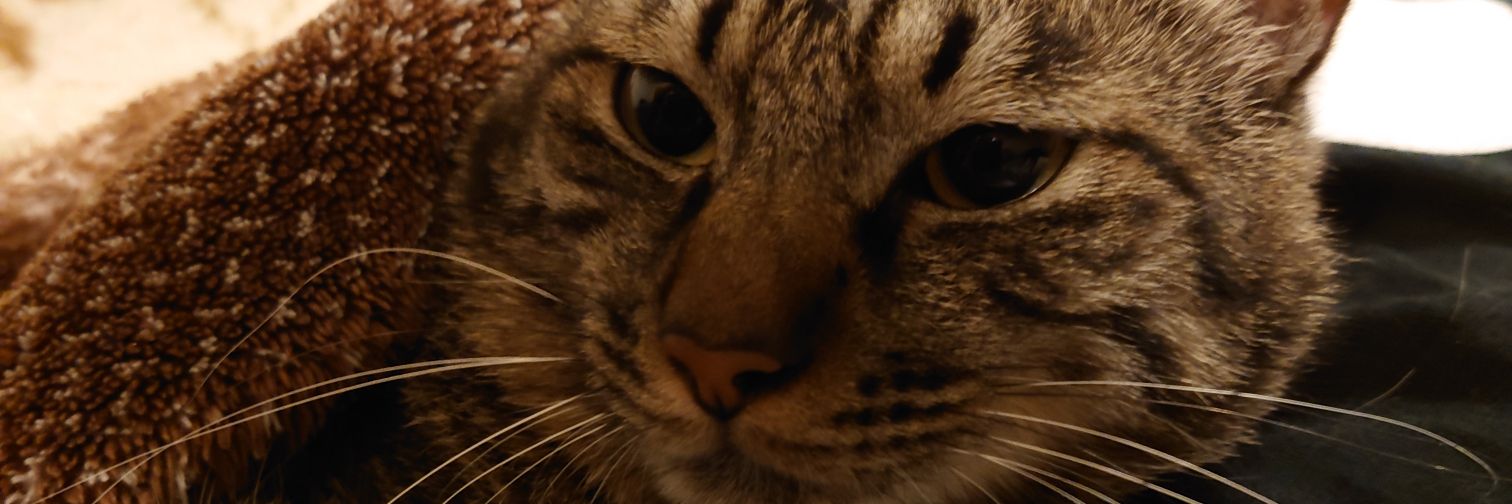 もげ 〜五-FEET〜 banner