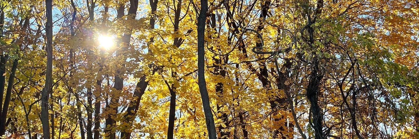 Allyson Holbrook banner