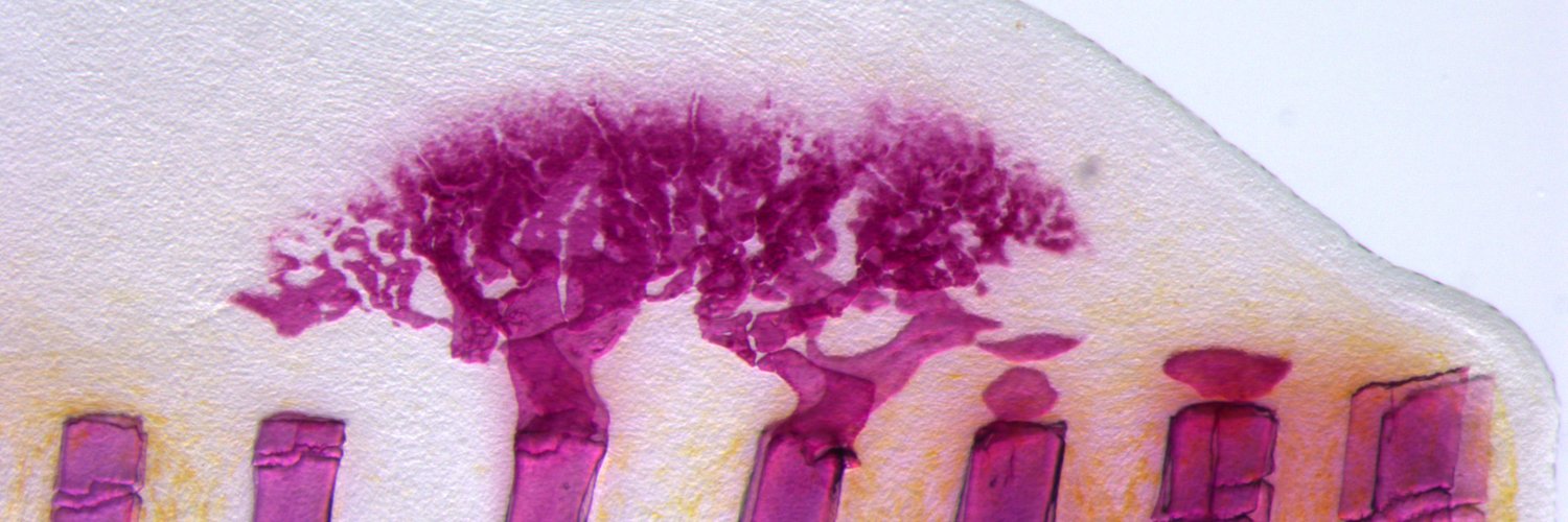 Weidinger Lab's banner