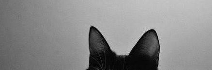 Protector. banner