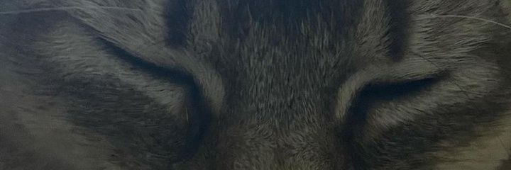Shey || bns acct banner