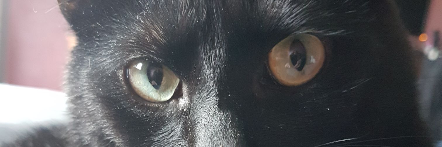 Evyrose2's profile banner image