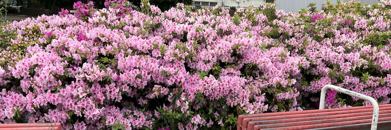 橋本やすこ@東京都北区在住47年 banner