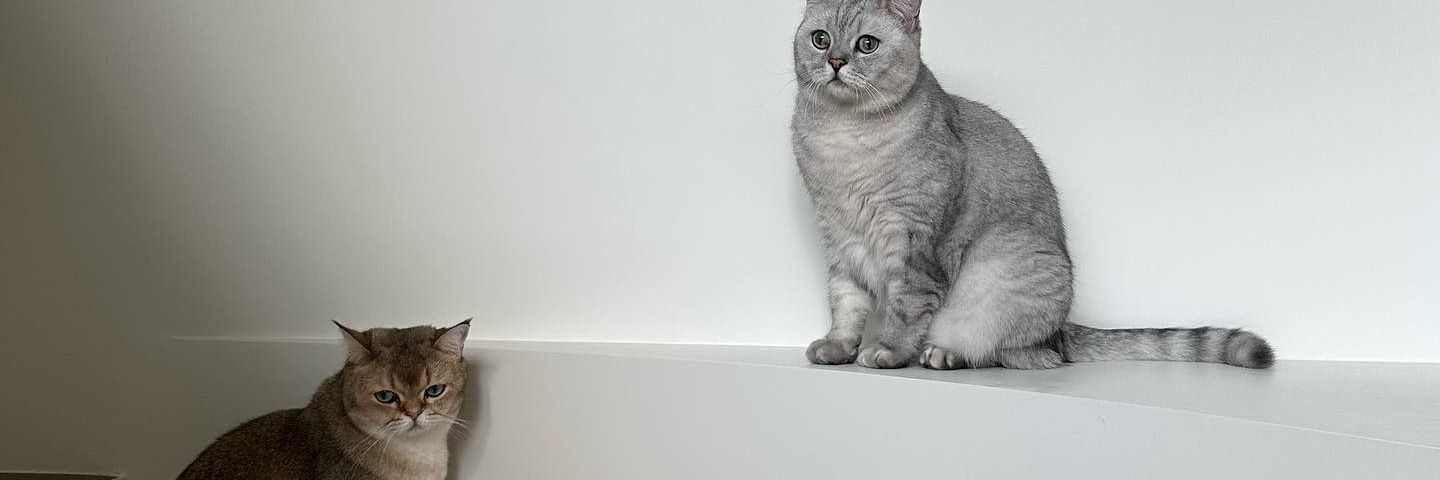Barbie Lalisalia (327) banner