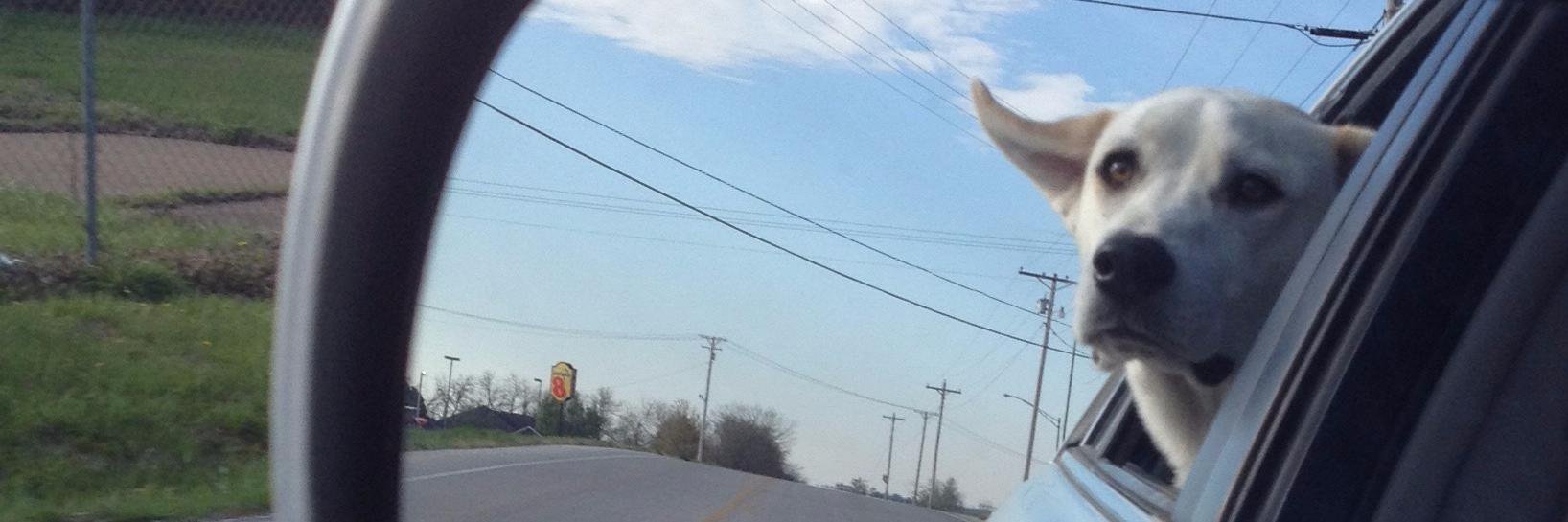 Amber Dlugosh banner