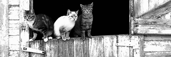 RN8mfxhwm2g Profile Banner