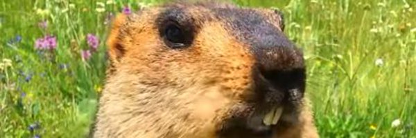 aleluis Profile Banner