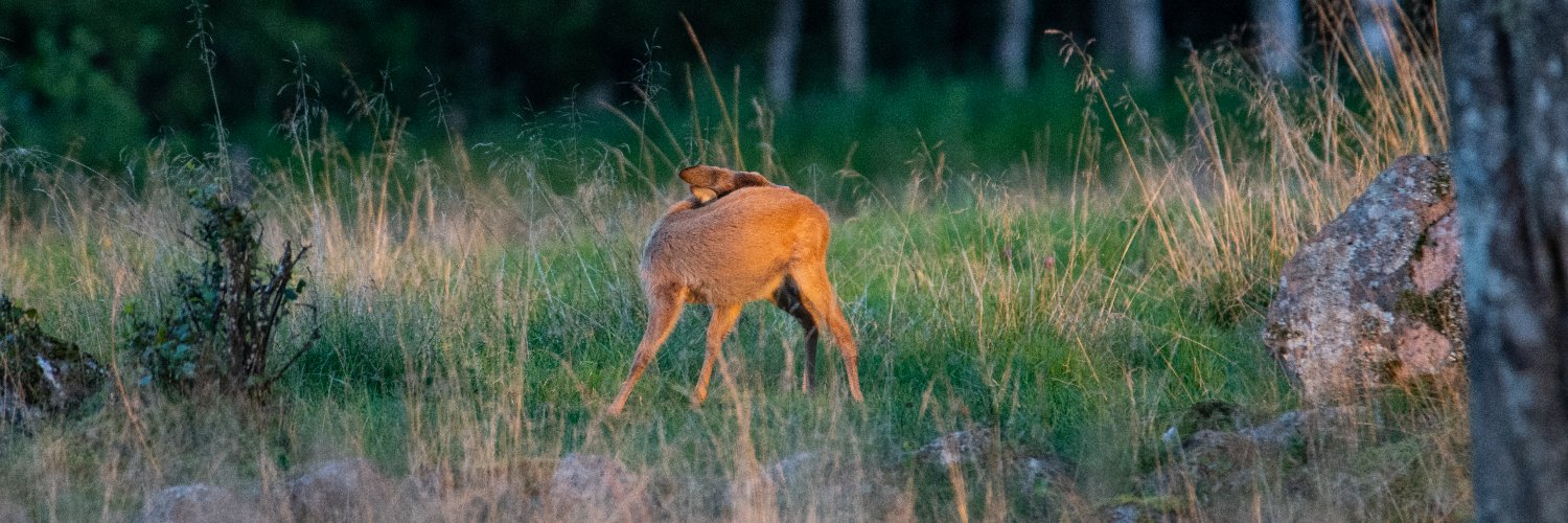 Samuel Engqvist banner