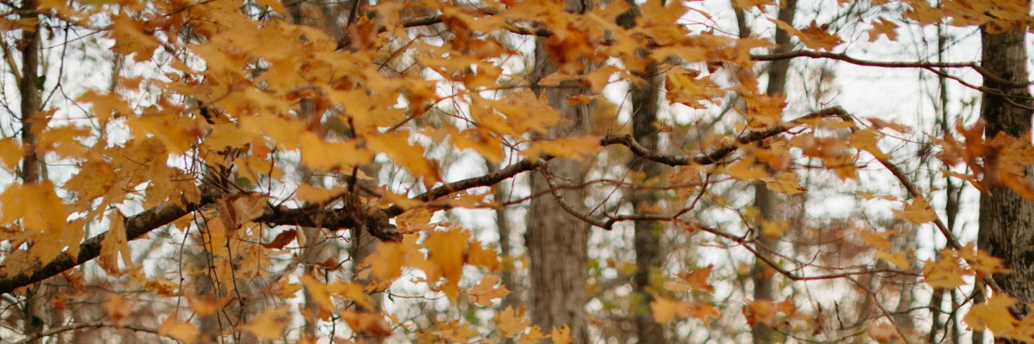 joeycast's profile banner image