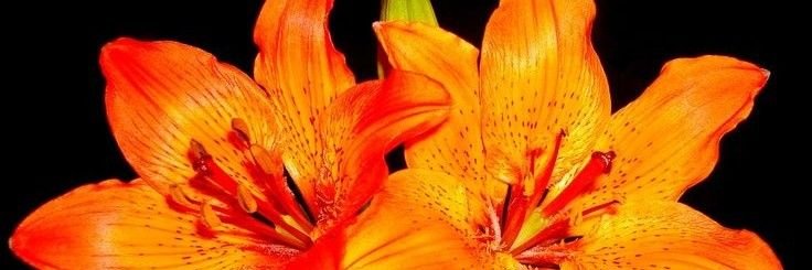 Sunflowerttf2g's profile banner image