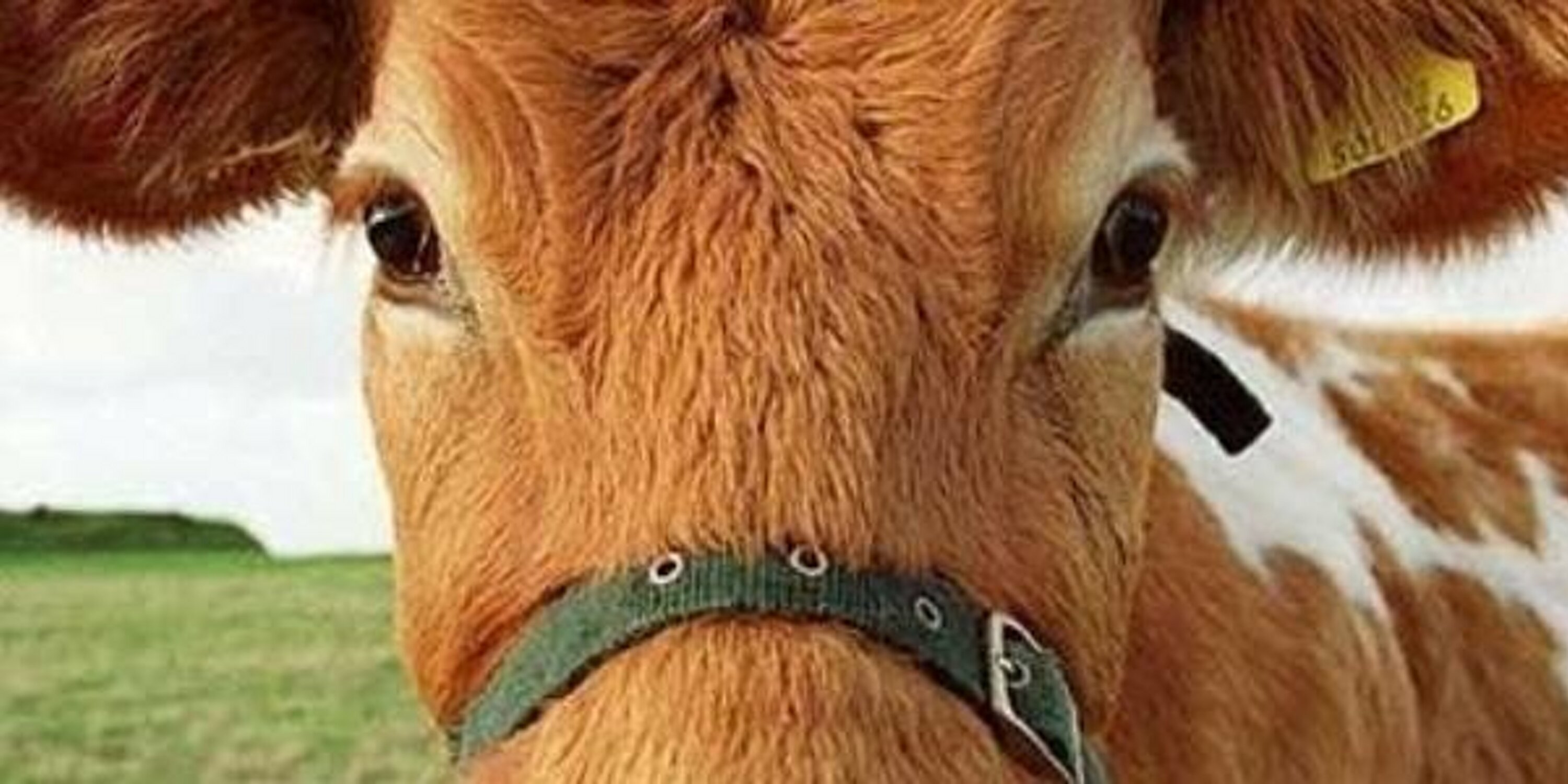 Joe Goldeen Reporter banner