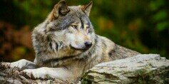 RugoloA's profile banner image