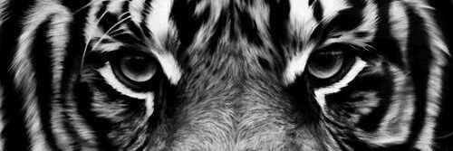franrojas56's profile banner image