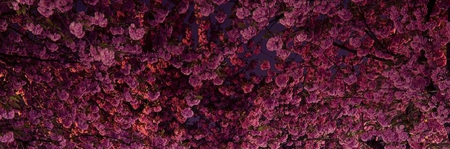 noorkhaw's profile banner image