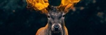 reddeer_'s profile banner image