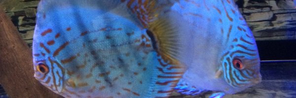 Reisea_discas Profile Banner