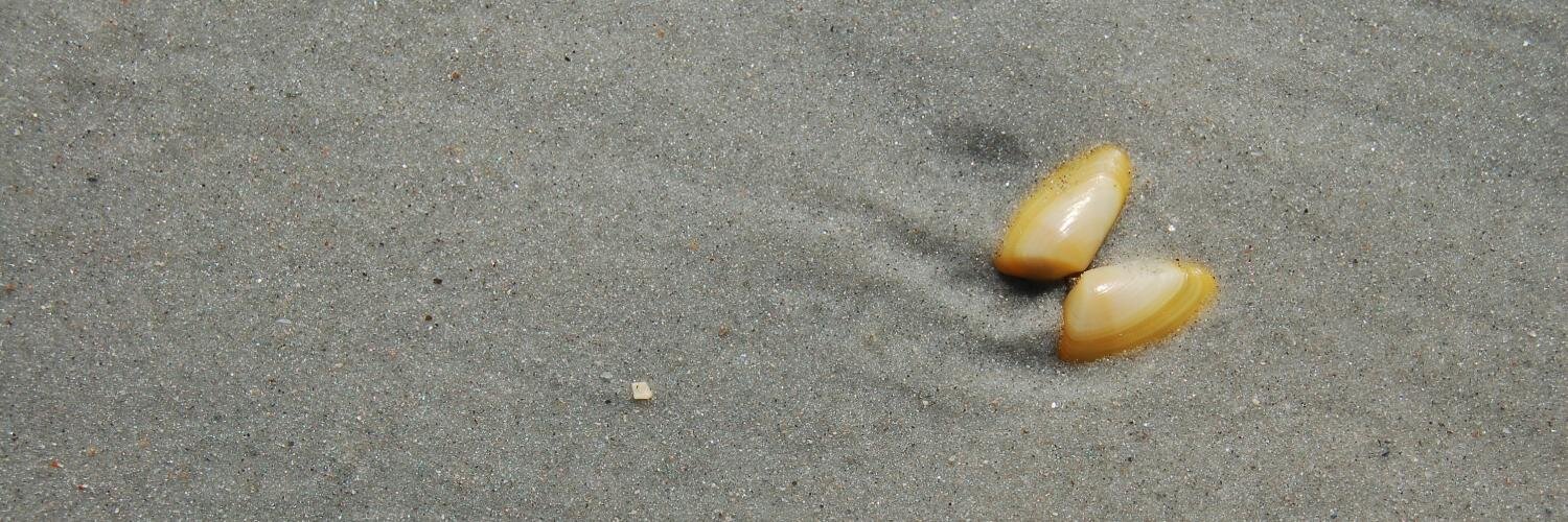 Eli Hamada McIlveen banner