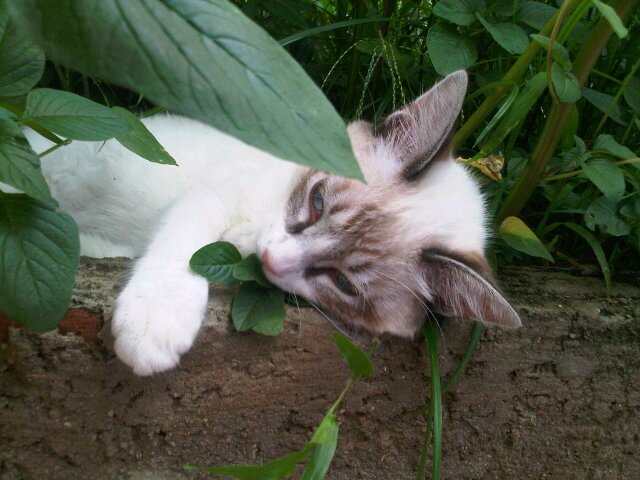 Solimar Rodriguez banner