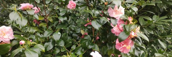 Concreteisland2 Profile Banner