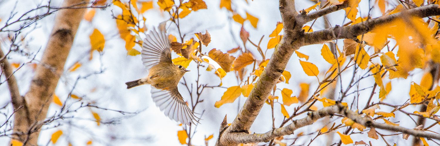 Simon McCroskey banner