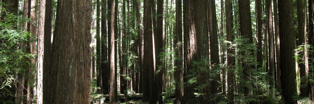 NorCalPublicMedia banner