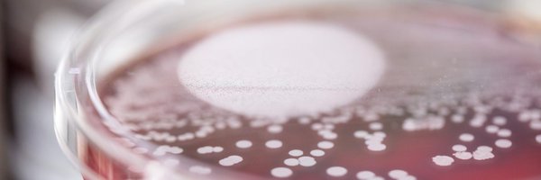 BurnhamBugDoc Profile Banner