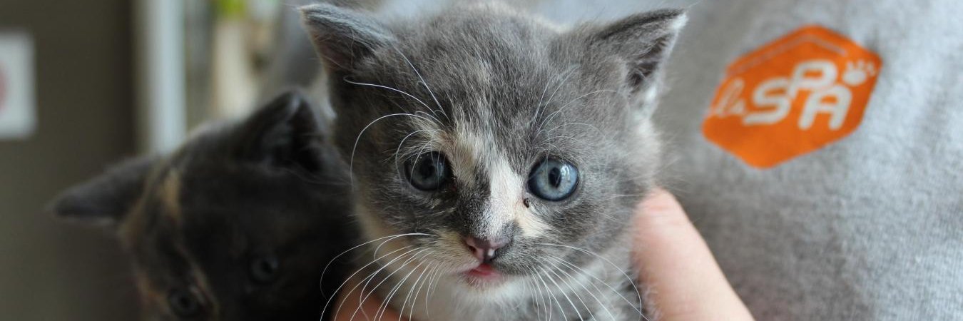 SPA Listenbourg🇮🇩 banner