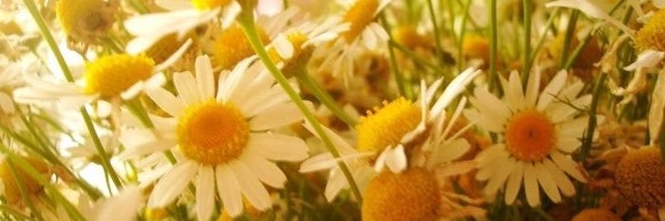nvmimogen's profile banner image