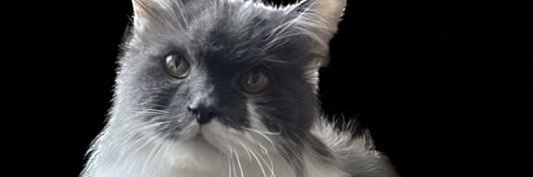 chrisred4dead's profile banner image