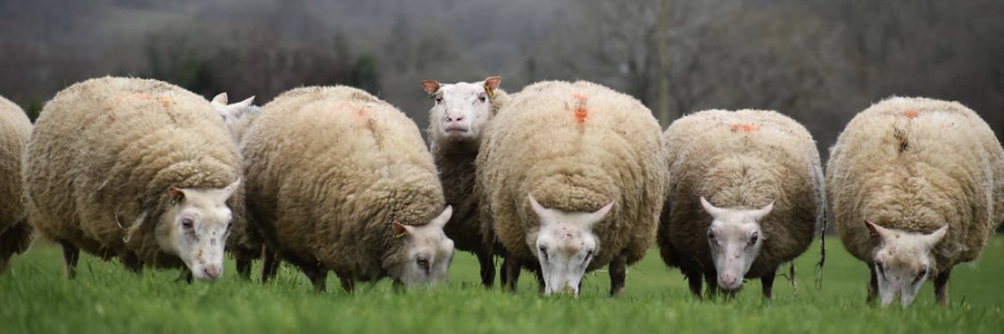 Charmoise Sheep Society banner