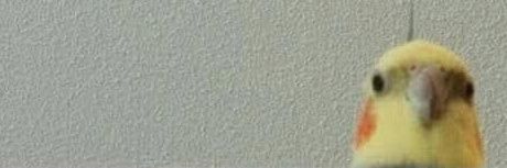 ferru_cho's profile banner image