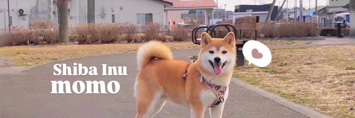 柴犬·͜·♡もも's banner