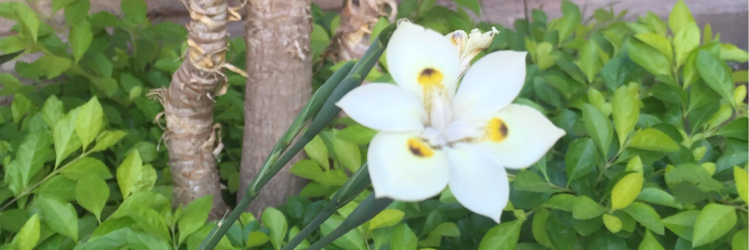 CINDYARACELI's profile banner image