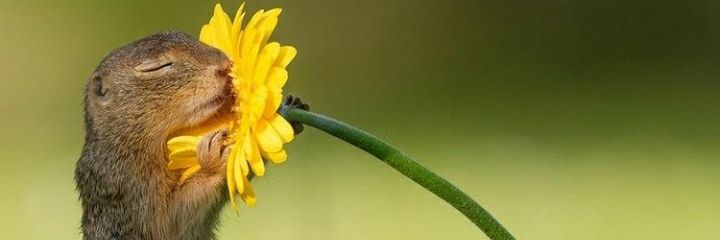 nesibebat's profile banner image