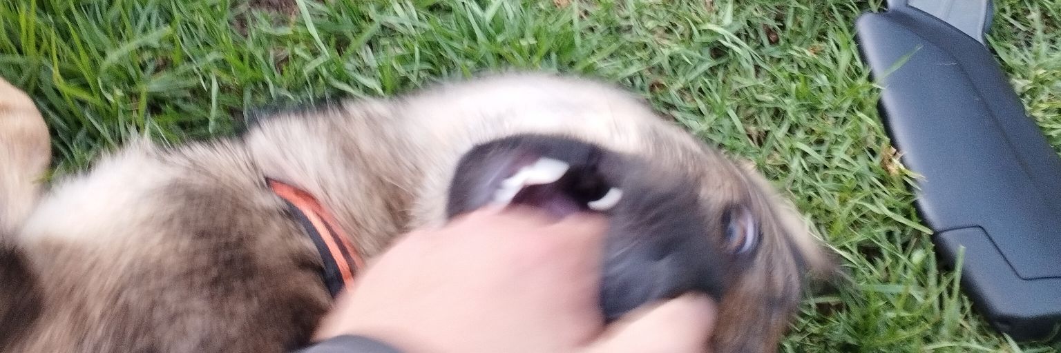 ecoalejandro's profile banner image