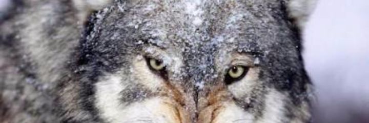 PAKEYGDL's profile banner image