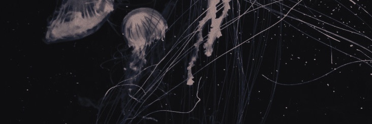 ▪︎ 𝓐𝐬𝐭𝐫𝐢𝐝 banner