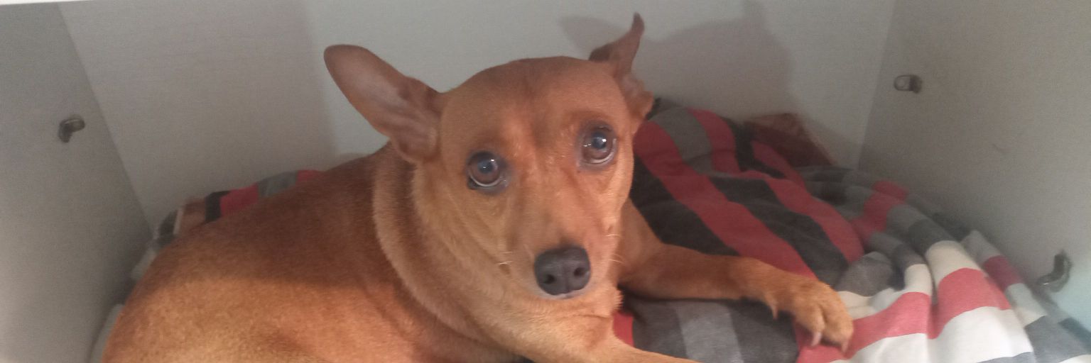 gatinhos #yzkha00 banner