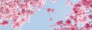 Hapifuru24's profile banner image