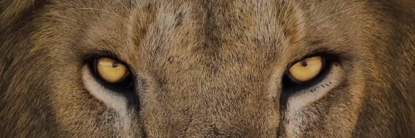 durrelofficial's profile banner image