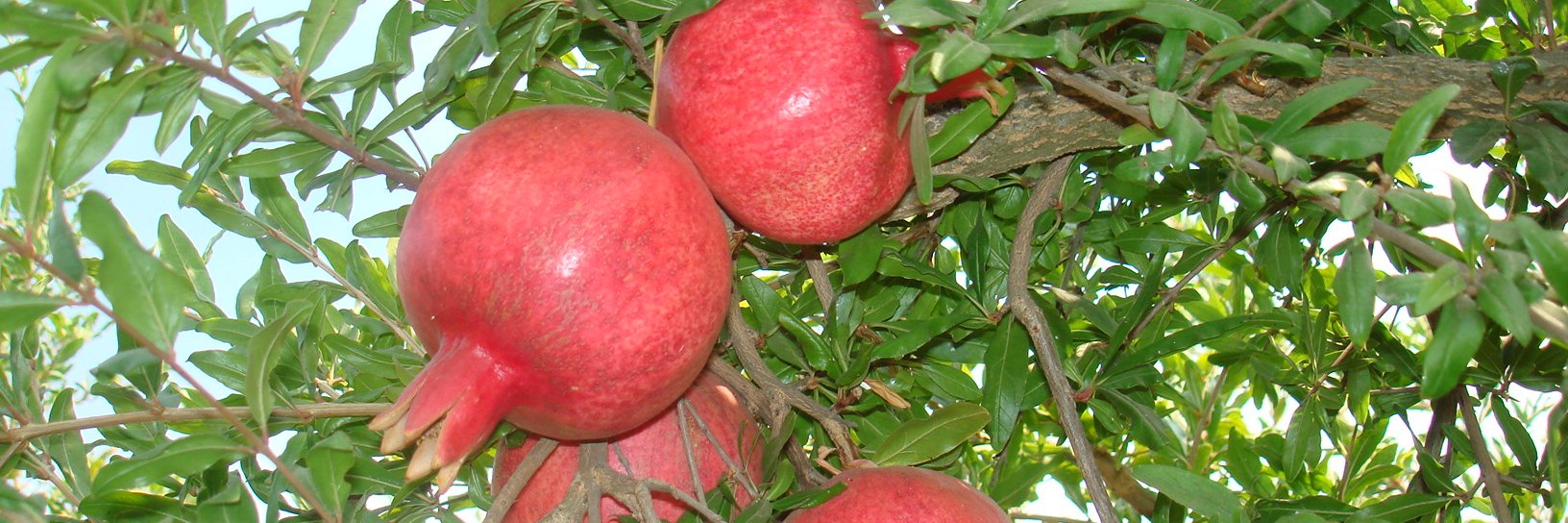 SimonianFruit's profile banner image