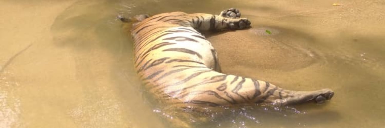 San Pellegrino banner