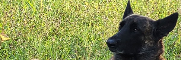 NibbleMeTimber Profile Banner