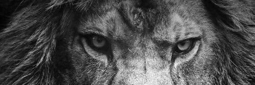 JaviTrev's profile banner image