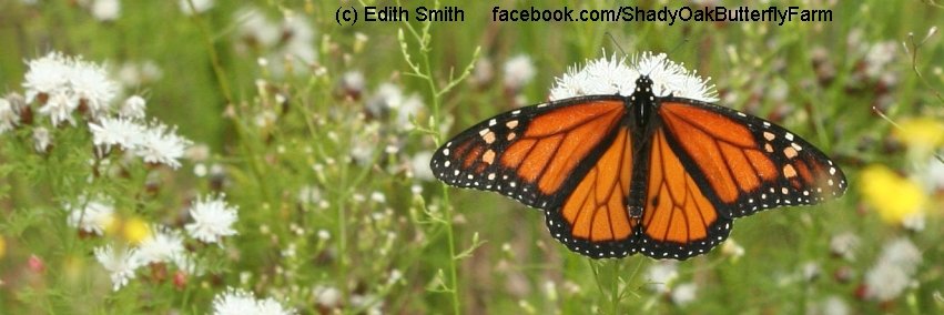 ButterflyFarmFL's profile banner image
