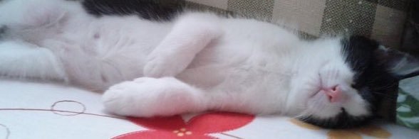 四路＊光のモリバー banner